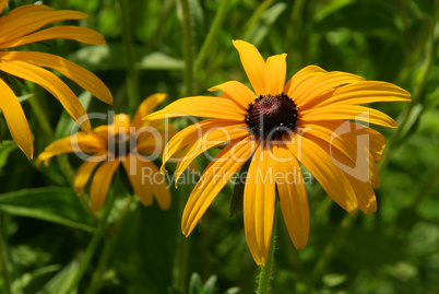 Sonnenhut - black-eyed Susan 11