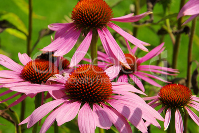 Sonnenhut Purpur - Purple Coneflower 37