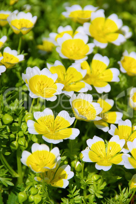 Sumpfblume - poached egg plant 04