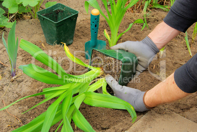 Taglilie pflanzen - planting a daylily 01