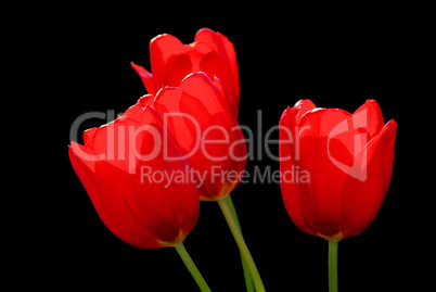 Tulpe rot - tulip red 01