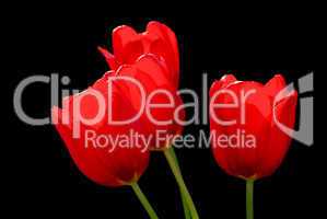 Tulpe rot - tulip red 01