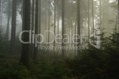 Wald im Nebel - forest in fog 14
