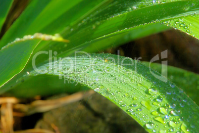 Wassertropfen auf Blatt - waterdrop on leaf 08