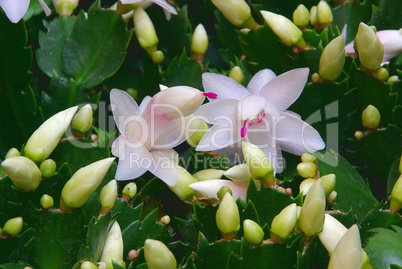 Weihnachtskaktus - Christmas cactus 02