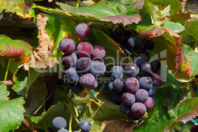 Wein - grape 24