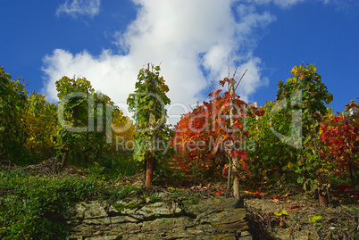 Weinberg - vineyard 20
