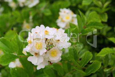 Wildrose - wild rose 03