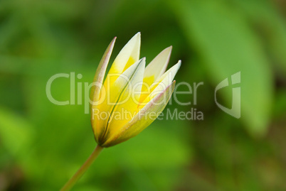 Wildtulpe - wild tulip 01