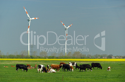 Windrad und Rinder - Wind turbine and cows 02