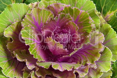 Zierkohl - decorative cabbage 02