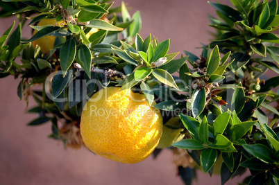 manderinenbaum