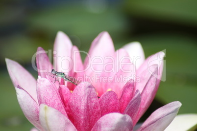 Libelle auf Seerose