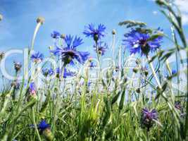 Kornblumen im Wind