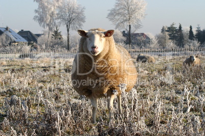 winterschaf