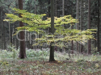 herbstliche Blätter im Wald