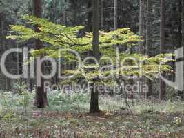 herbstliche Blätter im Wald