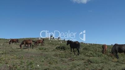 Wild horses grazing in mountain