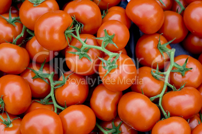 Tomaten