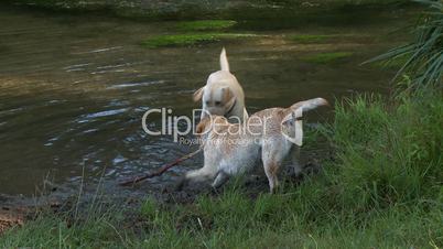 Dogs playing in the water of the river