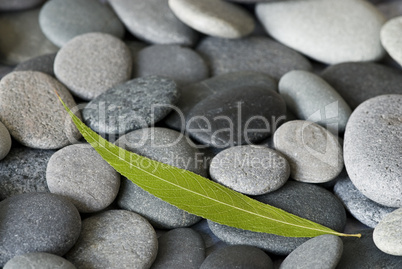 grünes Blatt auf Kiesel