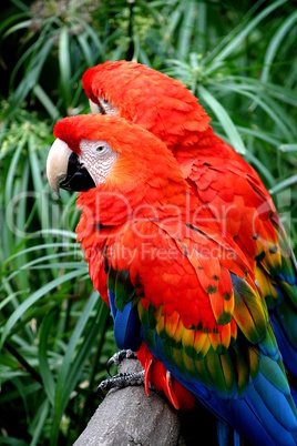 Scalet Macaw