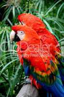 Scalet Macaw