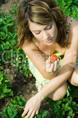 Erdbeeren pflücken