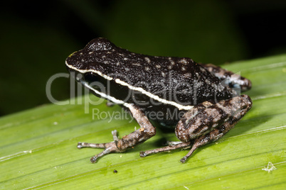 Pale-striped Amazonian poison-frog (Ameerega picta)