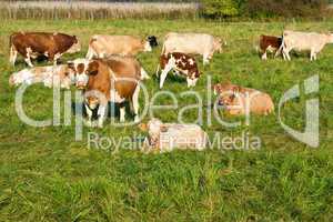 Rinderherde, cattle herd