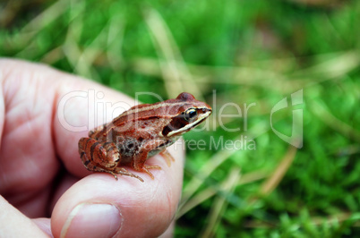 grass frog