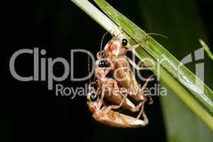 Two males mating with one female firefly