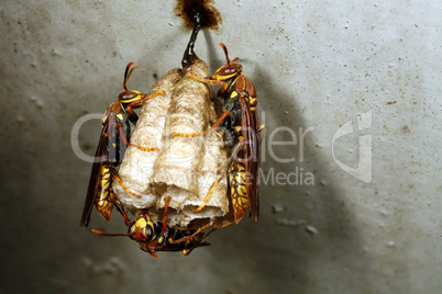 Amazonian wasp nest