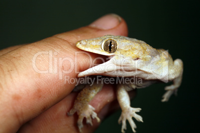 Tropical house gecko biting a finger