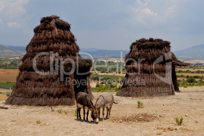 donkeys