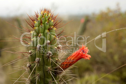Cactus (Cleistocactus sepium)