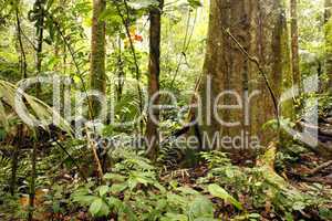 Large tree in tropical rainforest