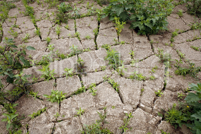 Plant regrowth in cracked dry mud after rain