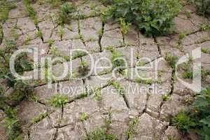 Plant regrowth in cracked dry mud after rain