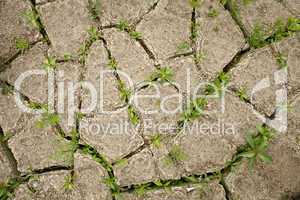 Plant regrowth in cracked dry mud after rain