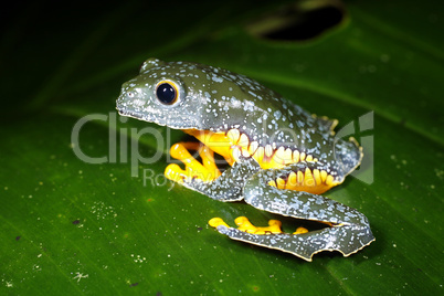 Amazon leaf frog (Cruziohyla craspedopus)