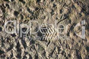 Human footprint in mud