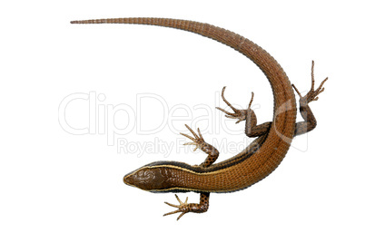 Andean lizard (Pholidobolus montium)