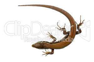 Andean lizard (Pholidobolus montium)