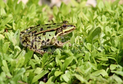 Frosch -