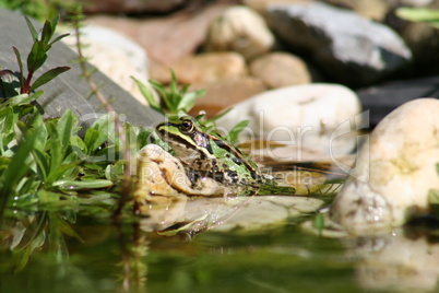 Frosch -