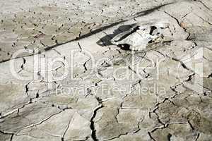 Animal skull on cracked dry mud