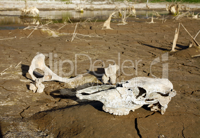 Animal bones beside drying waterhole
