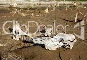 Animal bones beside drying waterhole