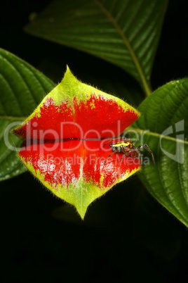 Hot lips plant (Psychotria tomentosa)